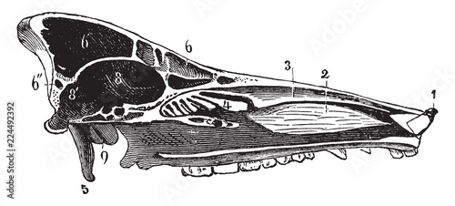 Skull of a Hog, vintage illustration. photo