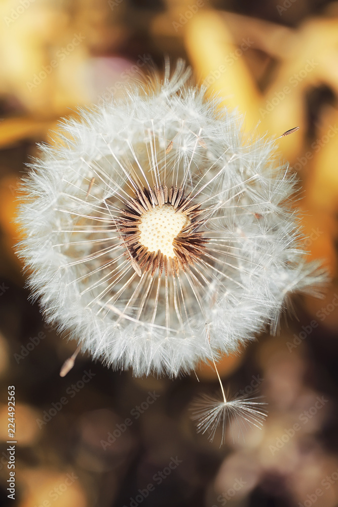 Fototapeta premium Autumn nature. Leaves and bushes with the yellow leaves in the p