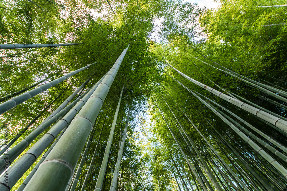 Fototapeta premium Bamboo forest in kyoto, Japan