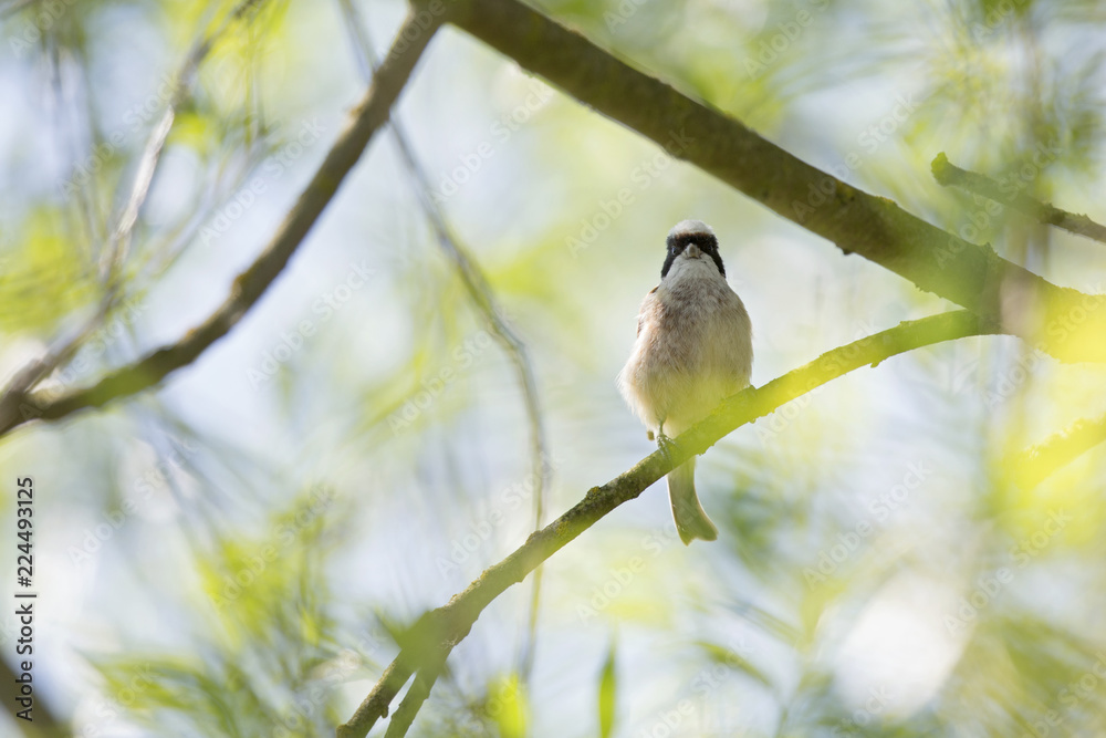 Obraz premium An adult Eurasian penduline tit (Remiz pendulinus) perched on a tree branch at the lakes of Linum Germany..