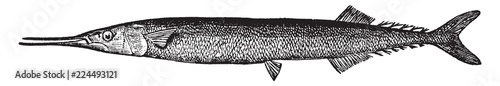 Saury, vintage illustration.