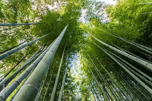 Obraz Bambusowy las w Kyoto, Japonia