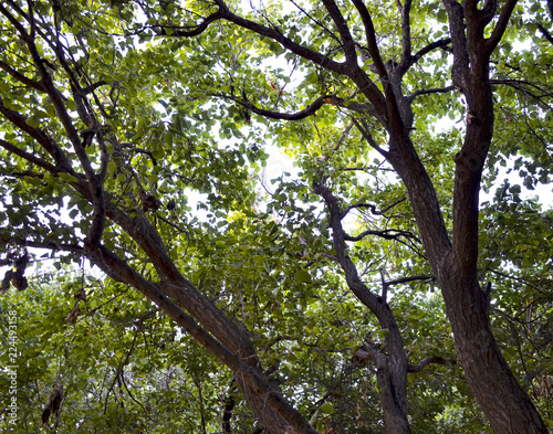 tree in spring
