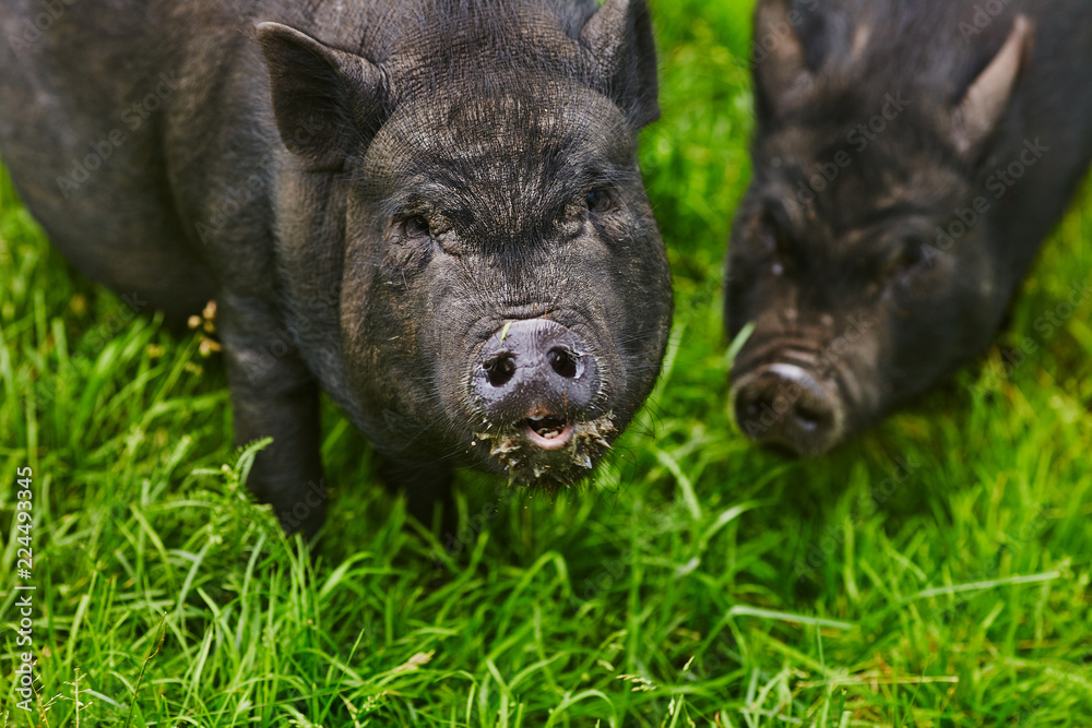 Cute fat pot-bellied pigs on free meadow of private farm Cute fat pot-bellied pigs on free meadow of private farm