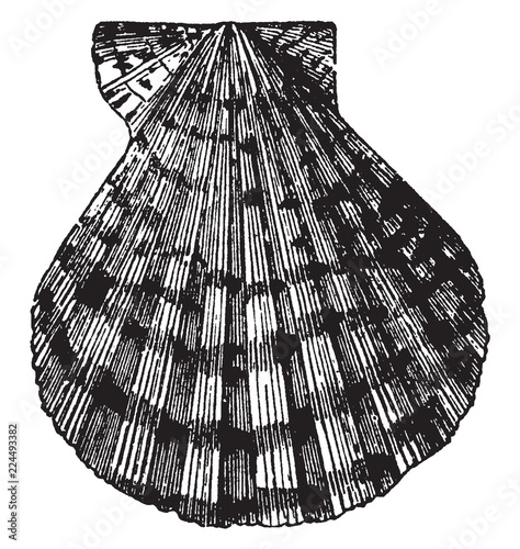 Pecten Tigris, vintage illustration.