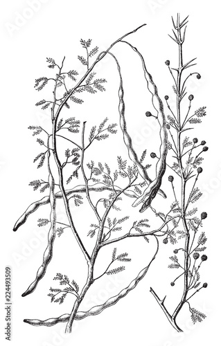 Acacia bush (acacia constricta). vintage illustration. photo