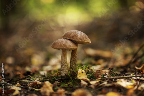 Leccinum scabrum, commonly known as the rough-stemmed bolete, scaber stalk, and birch bolete, is an edible mushroom in the family Boletaceae, and was formerly classified as Boletus scaber photo