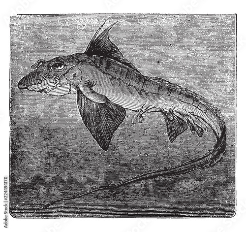 Chimaera Monstrosa, vintage illustration.