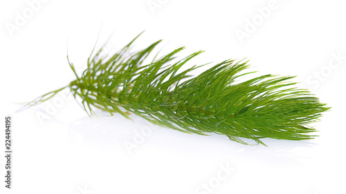 Green hydrilla isolated on white background (hydrilla) photo