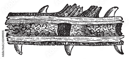 Nest of an Odynerus Wasp in the Stem of a Bramble, vintage illustration.