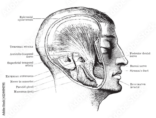 Head Showing Deep Mastication Muscles, vintage illustration.