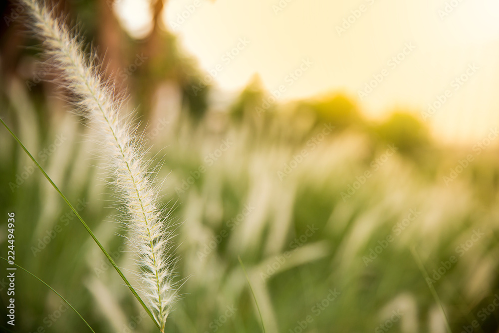Wonderful landscape from the feather grass field in the evening sunset silhouette. serene feeling concept. countryside scenery atmosphere. image for background, wallpaper and copy space. Wonderful landscape from the feather grass field in the evening sunset silhouette. serene feeling concept. countryside scenery atmosphere. image for background, wallpaper and copy space.