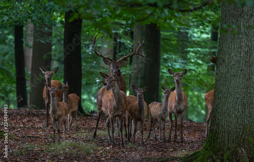 Red Deer in fall Germany © Randy van Domselaar