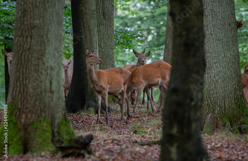 Red Deer in fall Germany © Randy van Domselaar