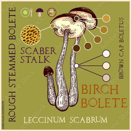 Brown-cap boletus