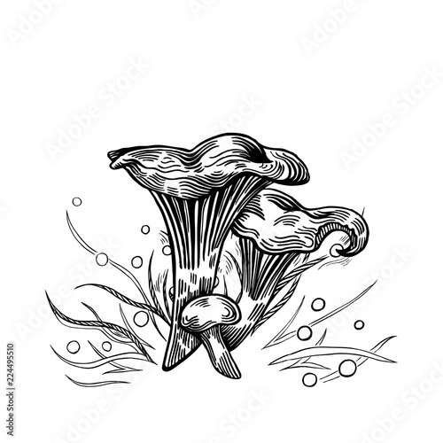 Girolle mushroom