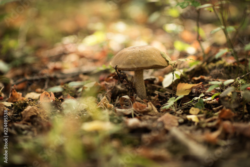 Photos Leccinum scabrum, commonly known as the rough-stemmed bolete, scaber stalk, and