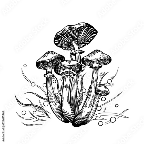 Honey fungus mushroom