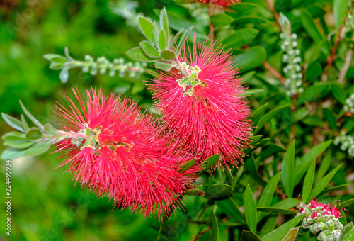 Plant of Callistemon with red bottlebrush flowers photo
