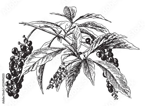 Poke weed vintage illustration.