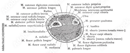 Cross Section Two Inches above the Styloid Process of the Forearm, vintage illustration