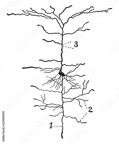 Neuron from the Cerebral Cortex, vintage illustration