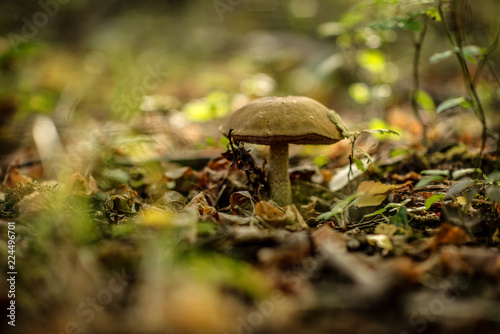 Leccinum scabrum, commonly known as the rough-stemmed bolete, scaber stalk, and birch bolete, is an edible mushroom in the family Boletaceae, and was formerly classified as Boletus scaber