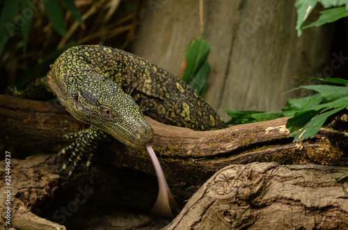Crocodile Monitor Lizard