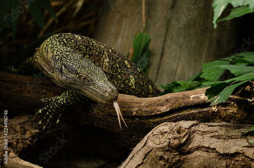 Crocodile Monitor Lizard