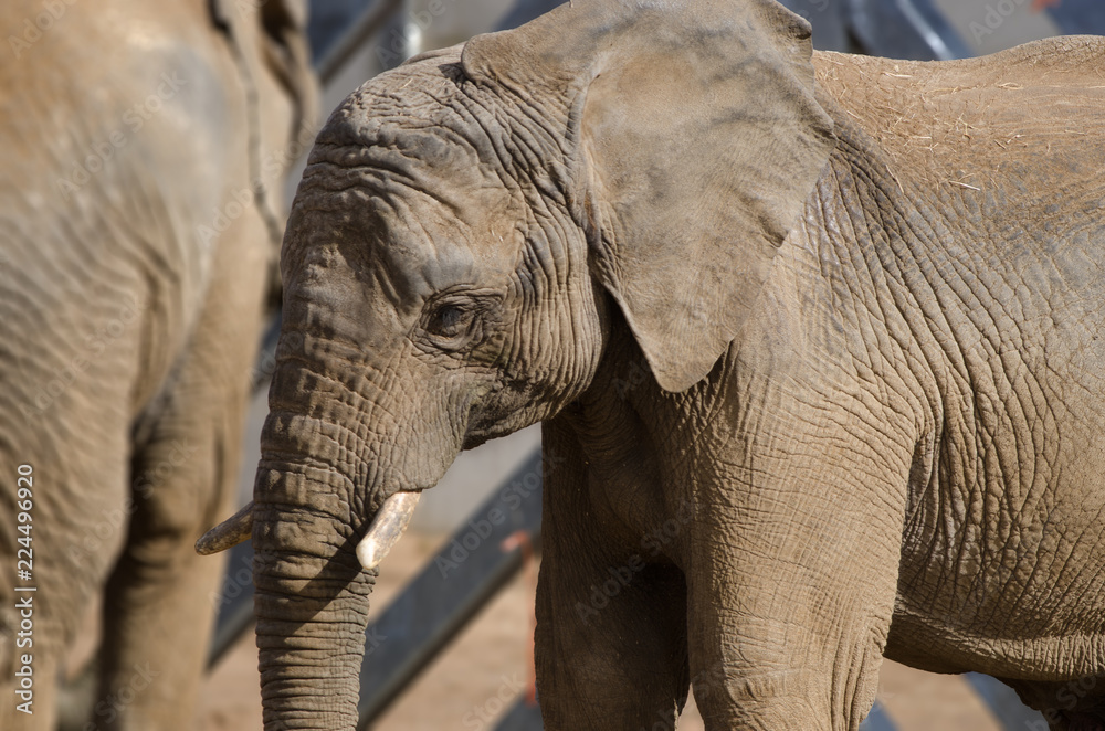 Fototapeta premium African Elephant
