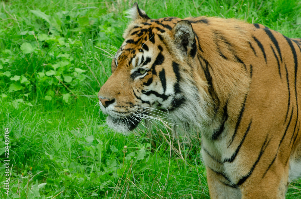 Sumatran Tiger