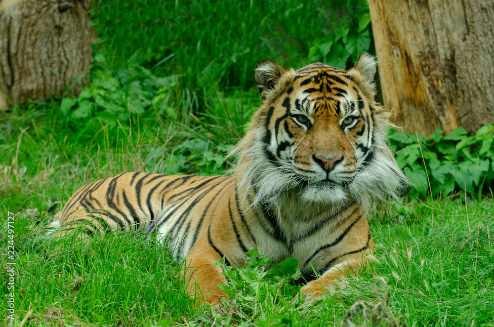 Fototapeta premium Sumatran Tiger