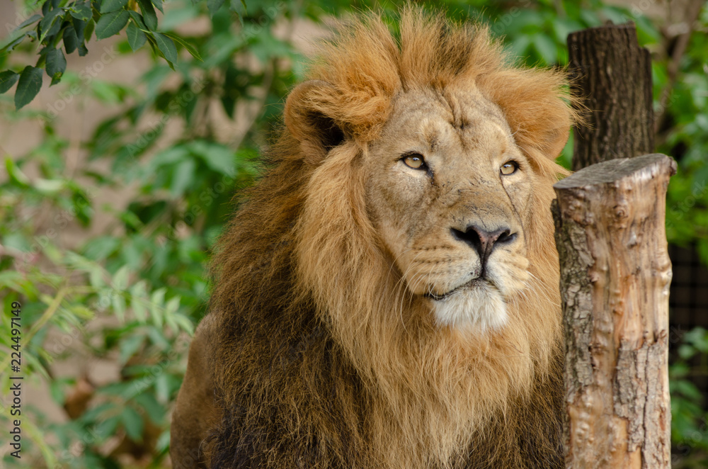 Obraz premium Asiatic Lion