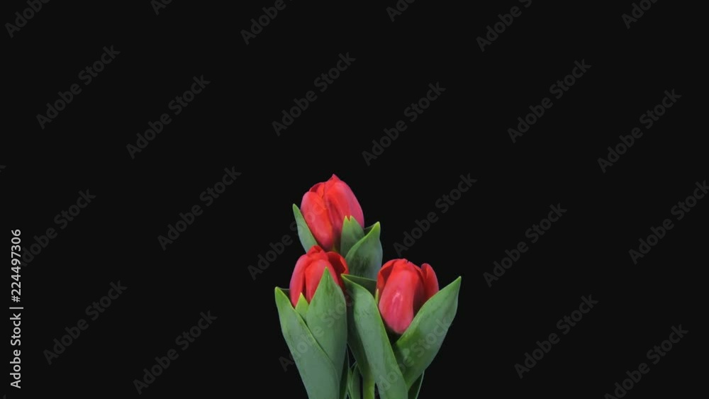 Time-lapse of opening red tulip bouquet 6a1 in PNG+ format with ALPHA transparency channel isolated on black background
Time-lapse of opening red tulip bouquet 6a1 in PNG+ format with ALPHA transparency channel isolated on black background