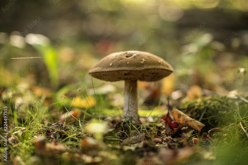 Leccinum scabrum, commonly known as the rough-stemmed bolete, scaber stalk, and birch bolete, is an edible mushroom in the family Boletaceae, and was formerly classified as Boletus scaber Leccinum scabrum, commonly known as the rough-stemmed bolete, scaber stalk, and birch bolete, is an edible mushroom in the family Boletaceae, and was formerly classified as Boletus scaber