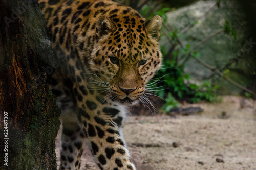 Amur Leopard © Rob