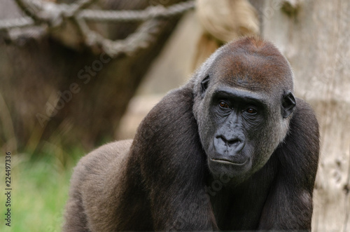 Western Lowland Gorilla © Rob