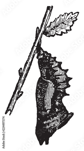 Pupa Having Angular Projections, vintage illustration.