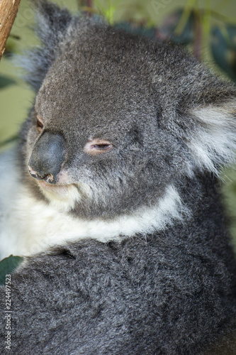 Fototapeta Naklejka Na Ścianę i Meble -  Cute Australian Koala in a tree resting during the day.