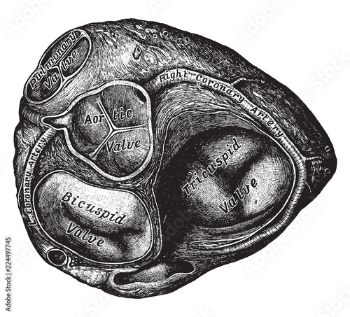 Heart with Ventricles Exposed, vintage illustration.