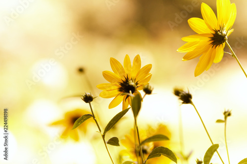 Fototapeta Naklejka Na Ścianę i Meble -  Yellow flowers (sunflowers) in a beautiful sunlight. Nature background. Copy space