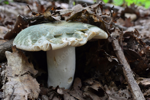 Russula virescens or Greencracked Brittlegill mushroom photo