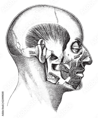 Muscles of the Mouth, vintage illustration.