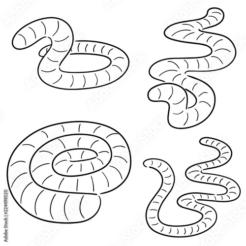vector set of worms
