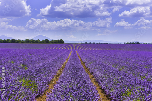 lavender fields reaching to the horizon near Valensole, Provence, France, department Alpes-de-Haute-Provence, region Provence-Alpes-Côte d’Azur