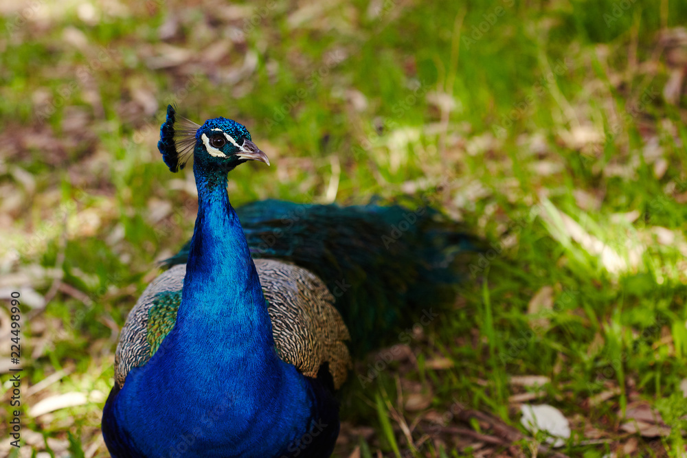 custom made wallpaper toronto digitalPeacock walking on grass