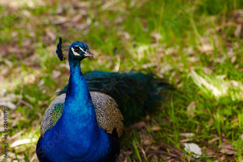 Peacock walking on grass