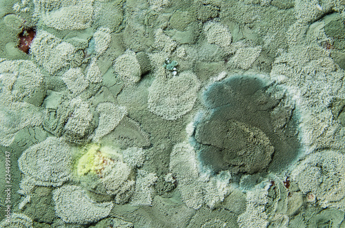 Natural  background of mold texture