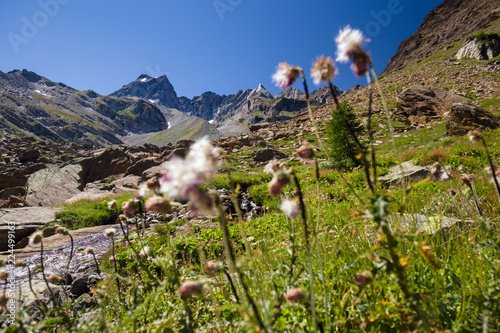 Landscape of flowery meadows among the rocks in the high mountains photo