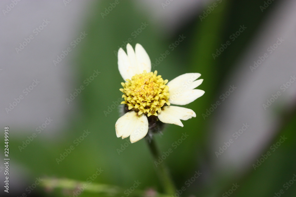 Obraz premium grass flower blur background